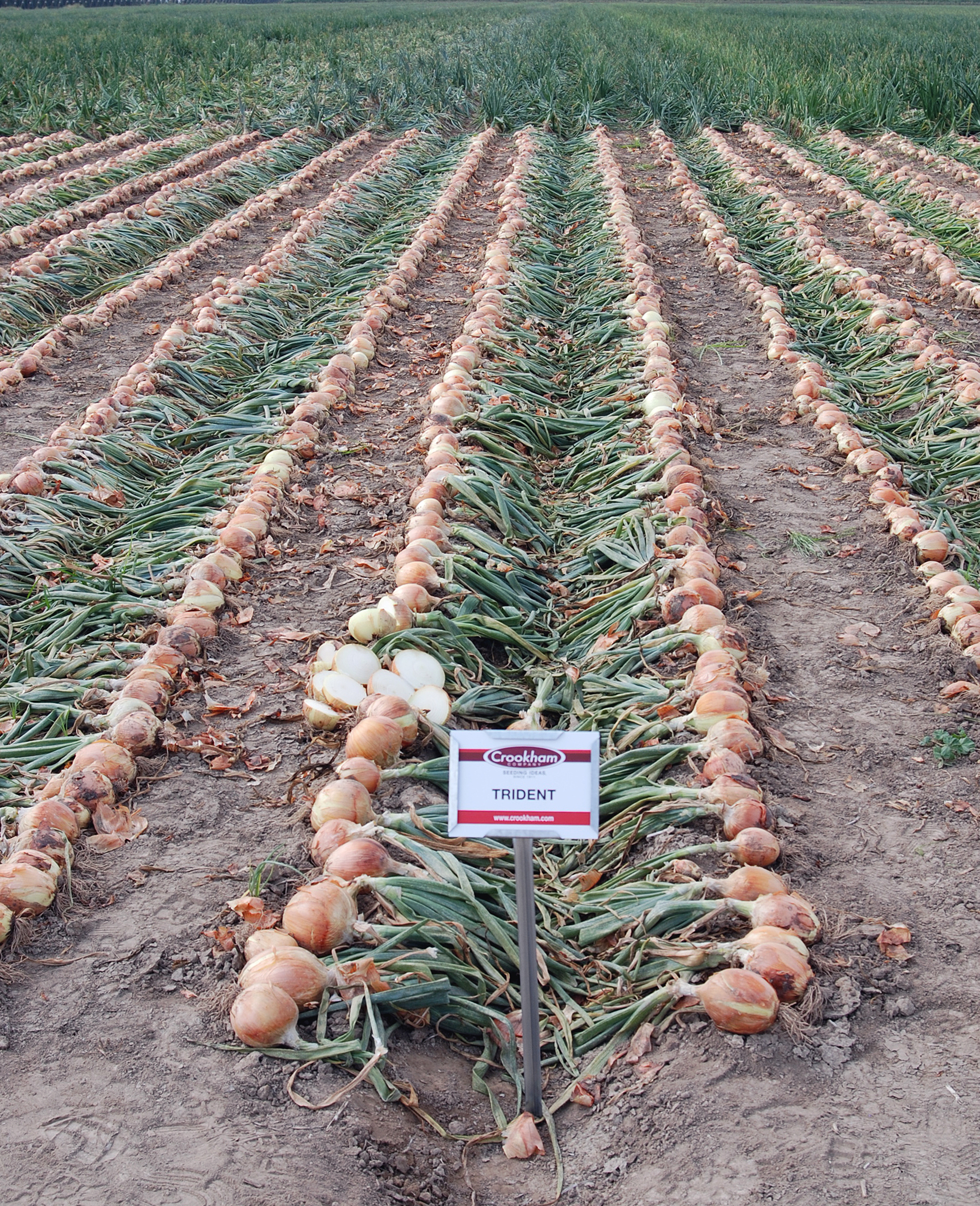 Trident Long Day Onion Crookham Company Seed