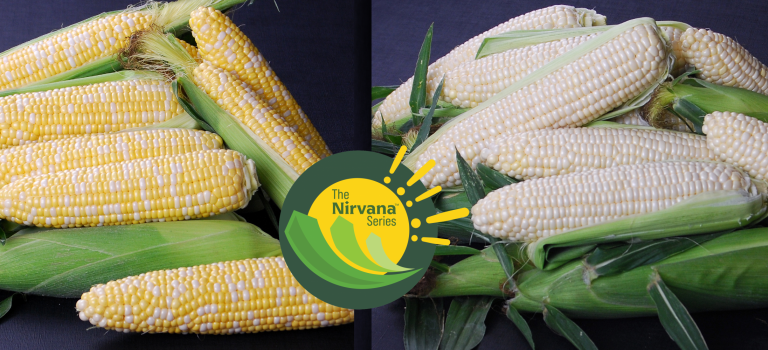The Nirvana Series with sh2i Seed Gene from Crookham Company