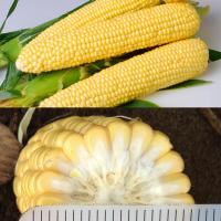 Crookham Sweet Corn Processing Seed Hardi Gi5 cross section of ears