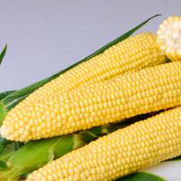 Crookham Sweet Corn Processing Seed Hardi Gi5 ears on table