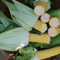 Crookham Sweet Corn Processing Seed Hardi Gi5 ears in field
