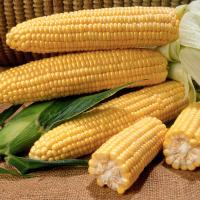 Processing Sweet Corn Crookham Company NOA