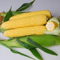 Hardi GI5 Crookham Sweet Corn Processing Seed corn ears on table