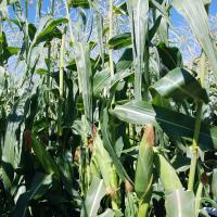 Hardi GI5 Crookham Sweet Corn Processing Seed ears in field