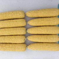 Crookham Sweet Corn Processing Seed Hardi Gi5 ears with ruler