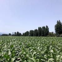 Hardi GI5 Crookham Sweet Corn Processing Seed Chili young plans in field