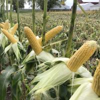 Crookham Sweet Corn Processing Seed Hardi Gi5 Wisconsin ears on plant