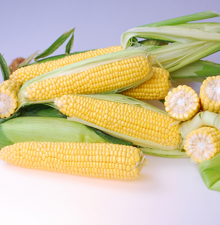 Triple Threat_CSHYP16-1029 Crookham Processing Sweet Corn Seed