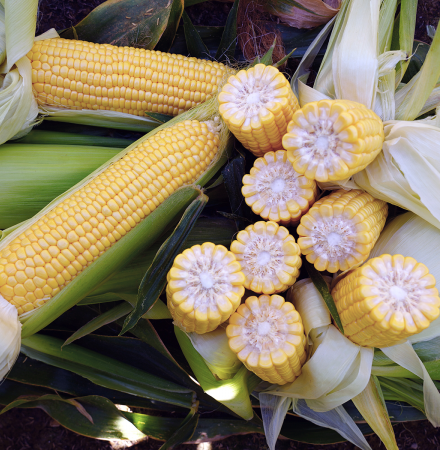Fortitude Sweet Corn Processor Crookham Seed Company