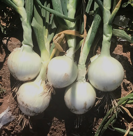Intermediate Onion Seed Great White Crookham Company
