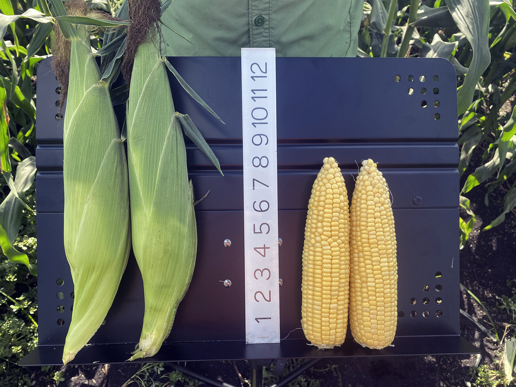 21-1820 in Florida sh2i Seed Crookham Sweet Corn Fresh Market