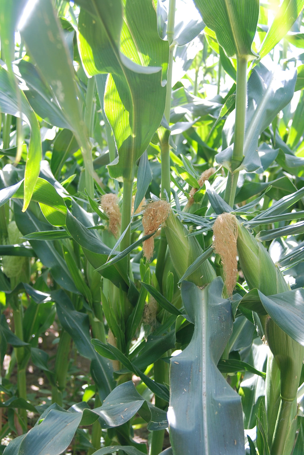 Nirvana The Nirvana Series Crookham Sweet Corn