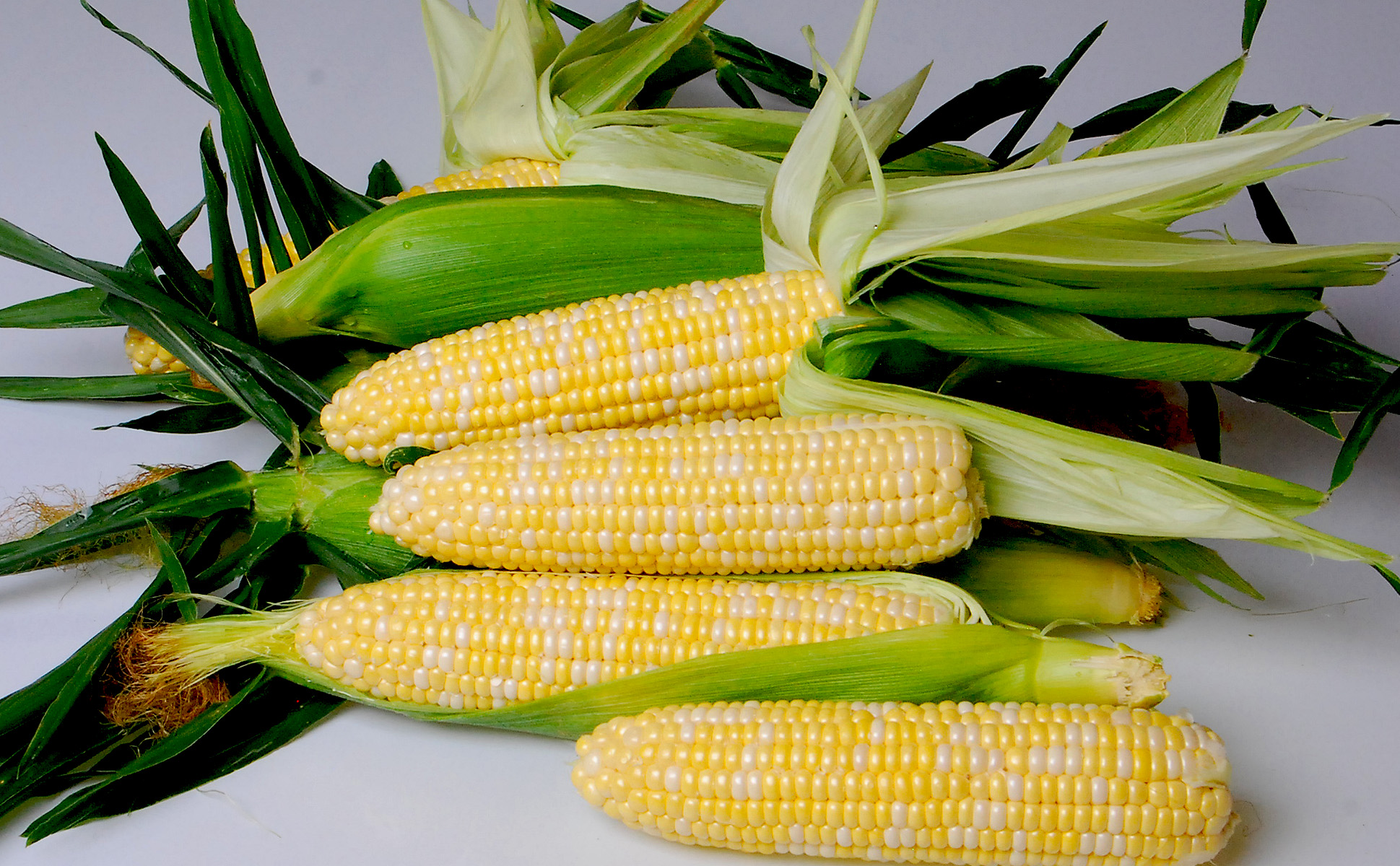 Nirvana The Nirvana Series Crookham Sweet Corn