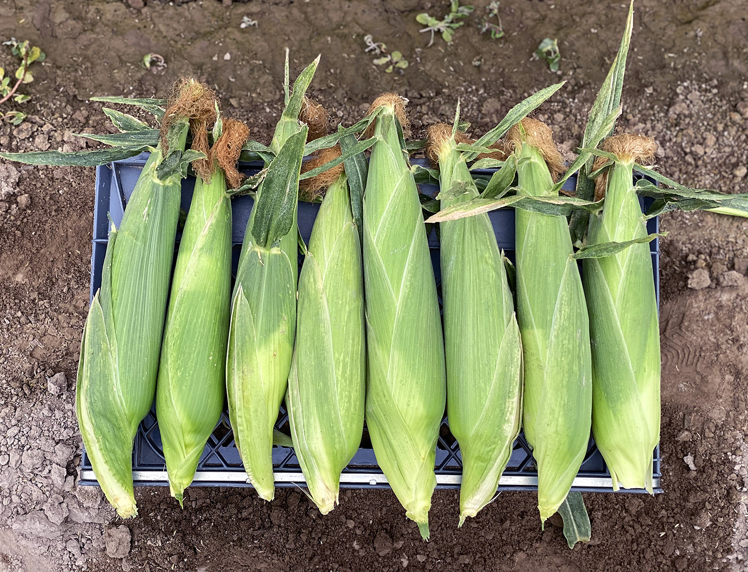 Nirvana The Nirvana Series Crookham Sweet Corn