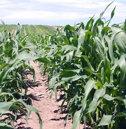 Organic Temptress Trial image from Crookham 2018