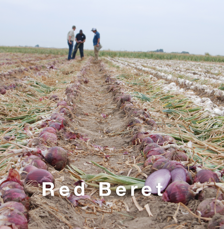 Crookham Company's red onion field, red beret