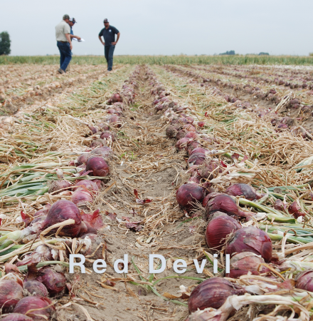 Crookham Company's red onion field, red devil