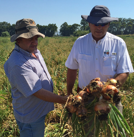 Farmers of Oracle onions in Chile