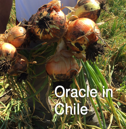 Oracle Onions in Chile