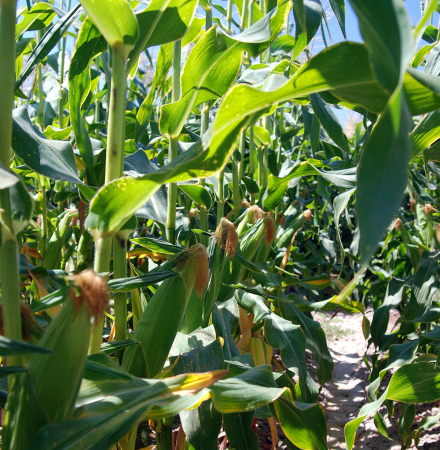 Temptress Sweet Corn 2018 Trial