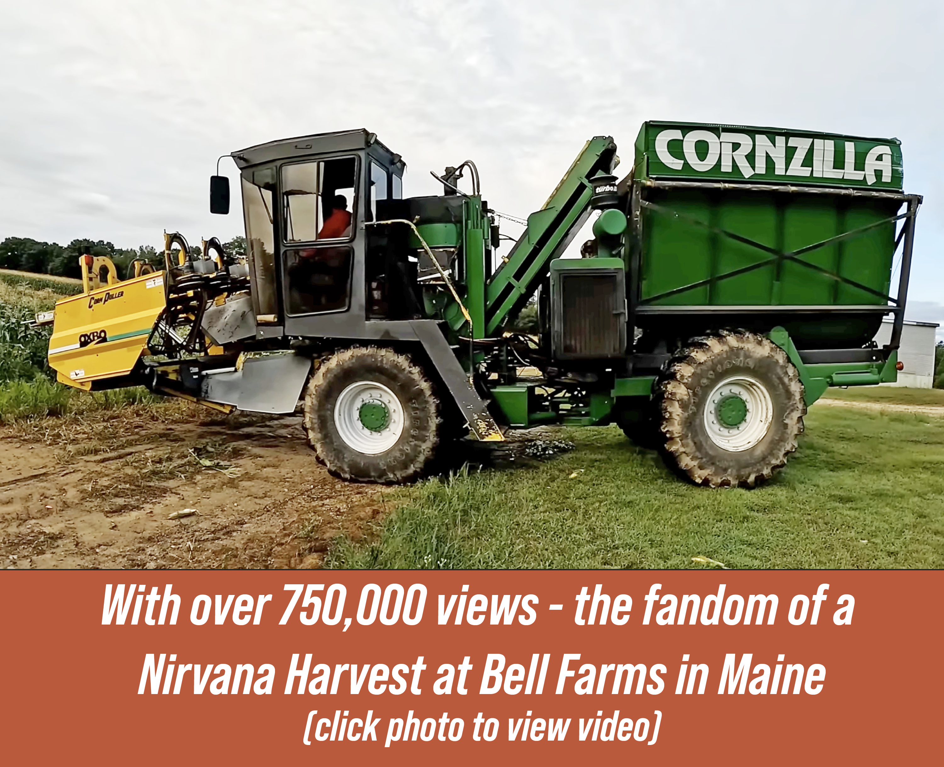 Nirvana Harvest at Bell Farms in Maine