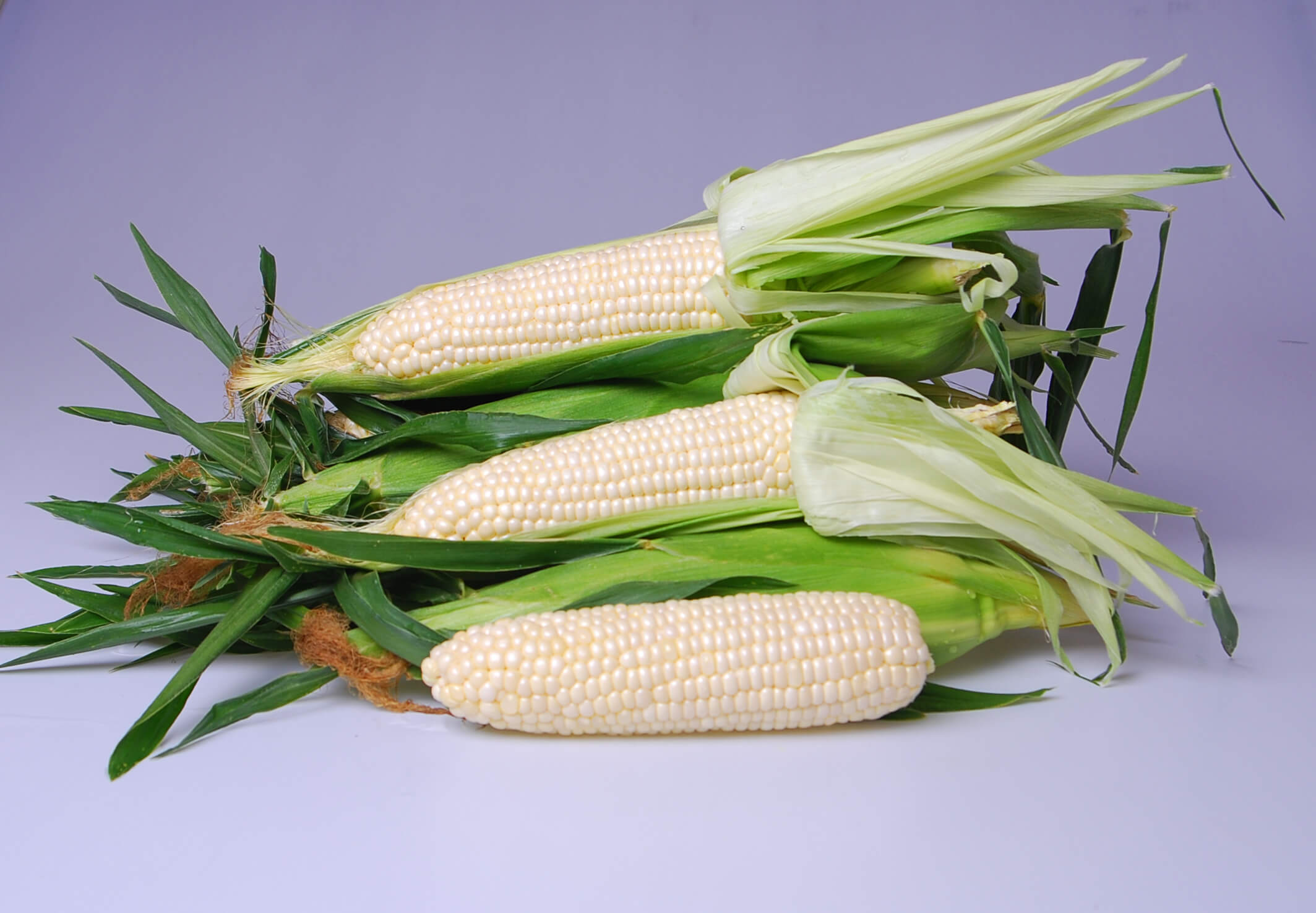 Corn me. Кукуруза сахарная Эден f1/Eden. Кукуруза белая сорта. Кукуруза альбинос. Семина. Белая. Кукуруза сорт 450.