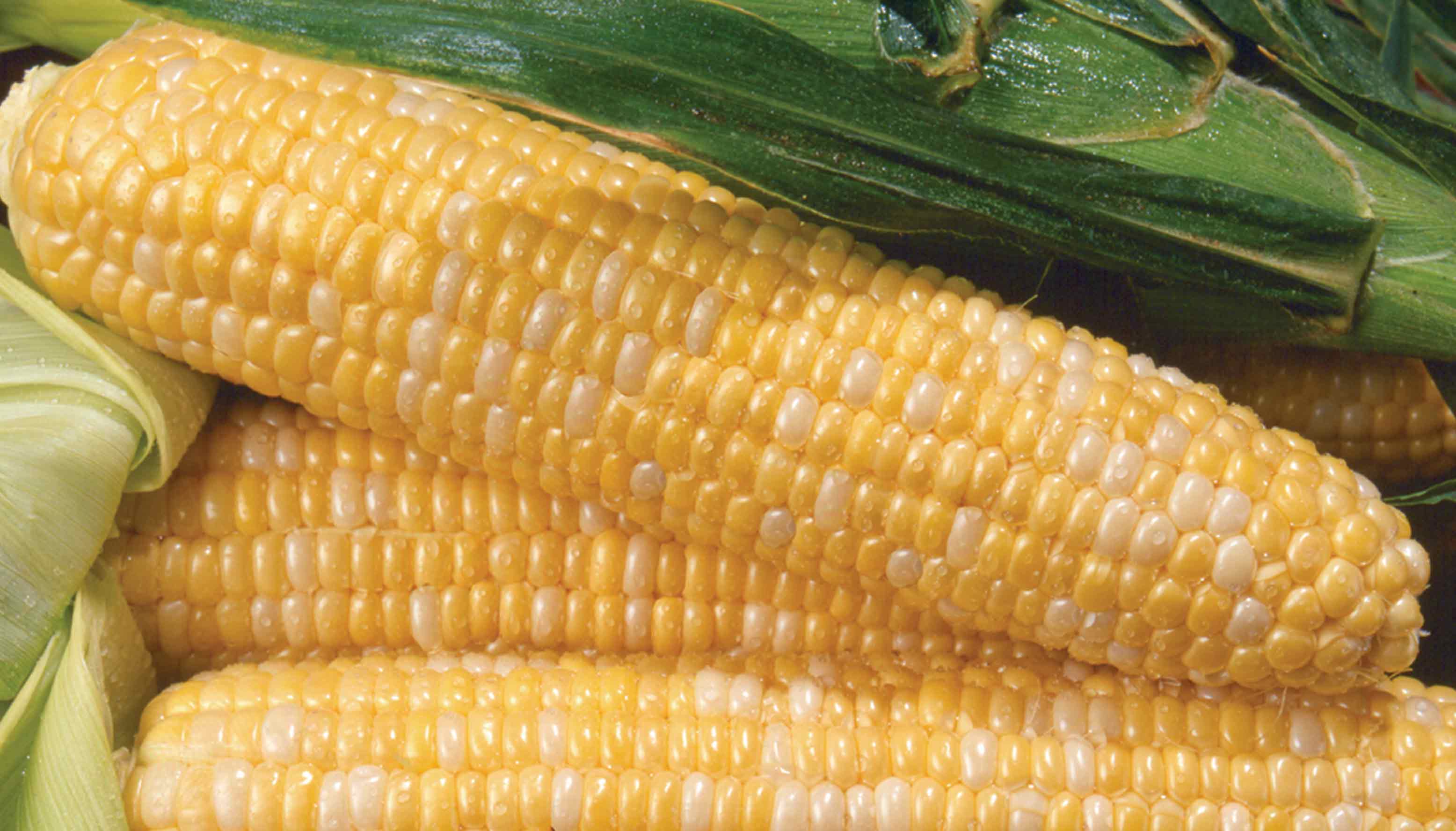 Сладость кукурузу. Сорта кукурузы. Кукуруза сладкая. Кукуруза фон. Желтая кукуруза.