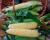 Crookham Sweet Corn Euphoria