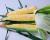 Crookham Sweet Corn Everglades