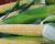 Crookham Sweet Corn Nectar