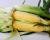 Crookham Sweet Corn Daytona