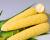Crookham Sweet Corn Processing Seed Hardi Gi5 ears on table