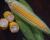 Crookham Sweet Corn Marvel