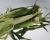 Crookham Sweet Corn Stud