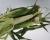 Crookham Sweet Corn Stud
