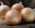 Scout Crookham Seed_Onions_Intermediate