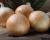 Scout Crookham Seed_Onions_Intermediate