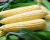 sh2i Nirvana Series Solstice Sweet Corn Seed Crookham Company