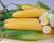 Crookham Company Sweet Corn CSUYP15-986