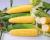 Crookham SweetCorn_Noa