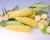 Triple Threat_CSHYP16-1029 Crookham Processing Sweet Corn Seed