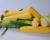 Crookham_SweetCorn_Talladega