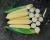Crookham SweetCorn_B672