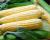 Solstice Nirvana Series Crookham Sweet Corn Seed_Fresh Market