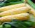 Solstice Nirvana Series Crookham Sweet Corn Seed_Fresh Market
