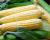 Solstice Nirvana Series Crookham Sweet Corn Seed_Fresh Market