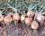 Scorpion Crookham Long Day Onions