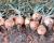 Scorpion Crookham Long Day Onions