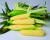B411 Sweet Corn CrookhamCompany
