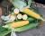 Coleman Sweet Corn Processor_CrookhamCompany